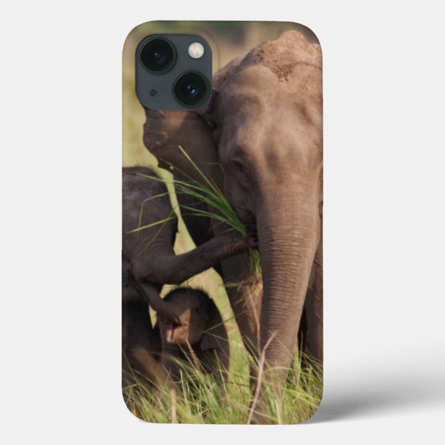 Funda De Case-Mate Para iPhone Familia india del elefante asiático en la sabana (Reverso)