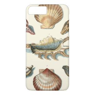 title_seo2 Fancy Shell Beach