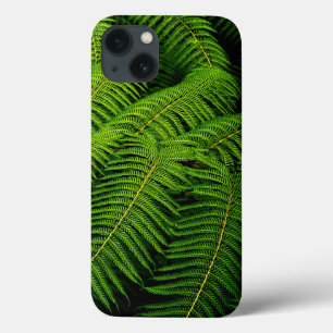 title_seo2 Fern Leaves