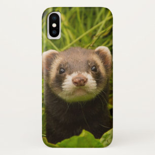 Funda Para iPhone X Ferrete marrón en la hierba