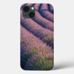 title_seo2 Filas de lavanda en Provenza