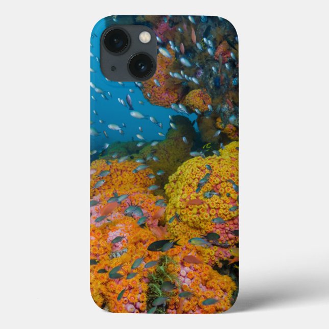 Funda De Case-Mate Para iPhone Fish Among Coral Reef (Reverso)