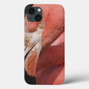 Funda Para iPhone 13 Flamenco chileno, chilensis de Phoenicopterus