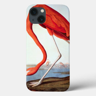 title_seo2 Flamingo americano
