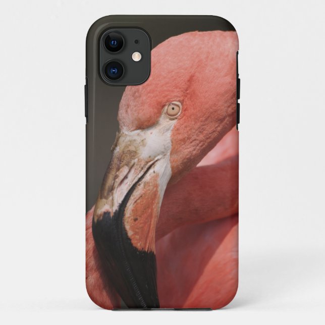 Funda De Case-Mate Para iPhone Flamingo chileno, Phoenicopterus chilensis (Reverso)
