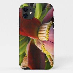 title_seo2 Flor bananera