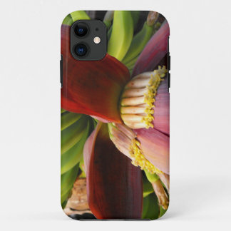 title_seo2 Flor bananera