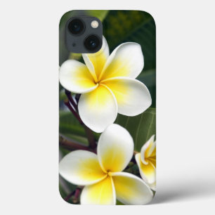 title_seo2 flor de frangipani Islas Cook