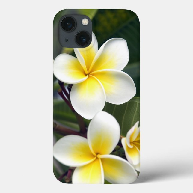 Funda De Case-Mate Para iPhone flor de frangipani Islas Cook (Reverso)