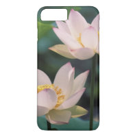 Flor de loto en flor, China