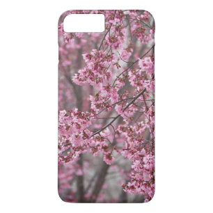 title_seo2 Florecimiento de cerezo sakura en rosa