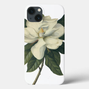 title_seo2 Flores de flor de Magnolia blanca floreciente