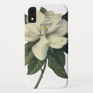 title_seo2 Flores de flor de Magnolia blanca floreciente