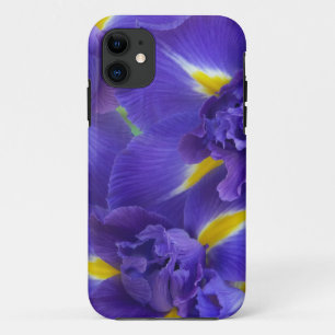 title_seo2 Flores de Iris