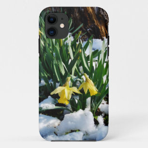 title_seo2 Flores de los Daffodils amarillos en la nieve