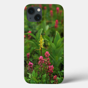title_seo2 Flores Silvestres de Verano Envían una Orgía de Co