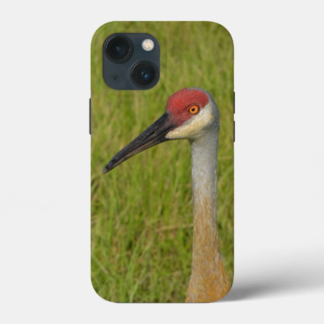 Funda De Case-Mate Para iPhone Florida Sandhilll Crane Fotografía de vida silvest (Reverso )