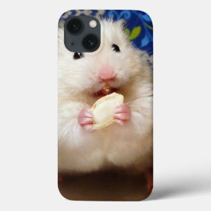 title_seo2 Fluffy Syrian Hamster Kokolinka