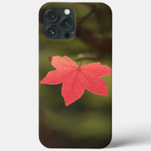 Funda Para iPhone 13 Pro Max Foto de la naturaleza de la hoja de arce