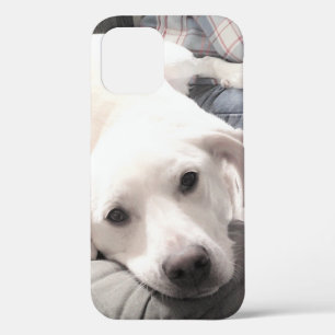 Funda Para iPhone 12 Foto de perro cortado y cansado con papá en el sof