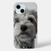 Foto de Schnauzer Puppy