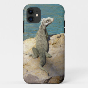 title_seo2 Fotografía de vida salvaje tropical de Iguana en S