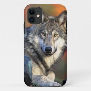 title_seo2 Fotografía del lobo