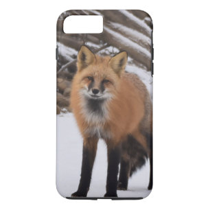 title_seo2 Fox
