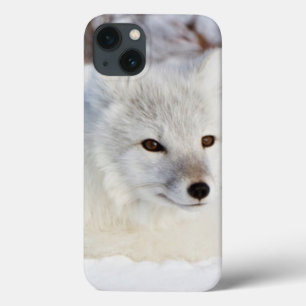 Funda Para iPhone 13 Fox ártico en invierno