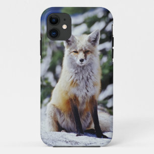 title_seo2 Fox roja sentada en la orilla de la nieve, Vulpes,