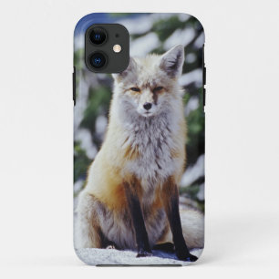Funda Para iPhone 11 Fox roja sentada en la orilla de la nieve, Vulpes,