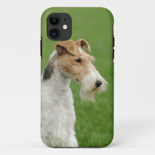 title_seo2 Fox terrier
