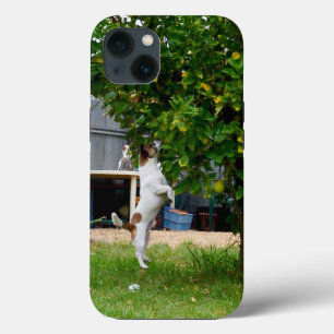 Funda Para iPhone 13 Fox Terrier El Salto, Funda del iPhone 13