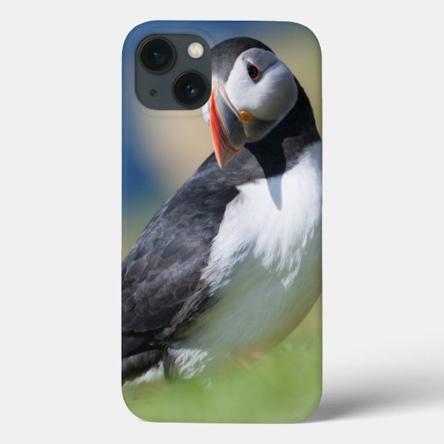 Funda De Case-Mate Para iPhone Frailecillo atlántico (Fratercula Arctica) en el (Reverso)