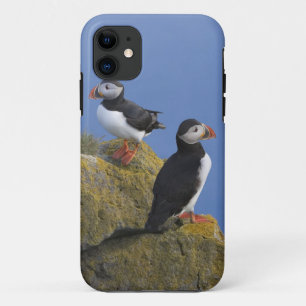 Funda Para iPhone 11 Frailecillos atlánticos (Fratercula arctica) en ac