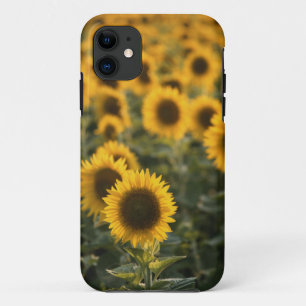 Funda Para iPhone 11 Francia, Vaucluse, campo de girasoles