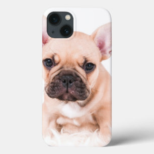 title_seo2 French Bulldog