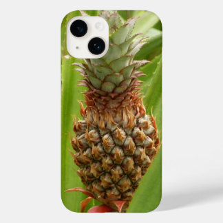title_seo2 Fruta tropical de la piña silvestre en la naturale