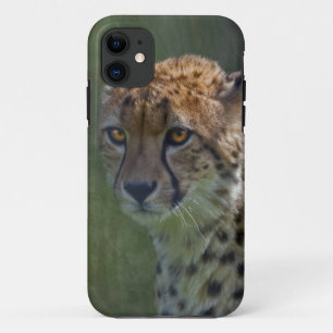 Funda Para iPhone 11 Funda Golden Cheetah iPhone 5 Funda-mate