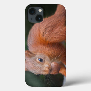 iPhone 13 Funda para iPad de cría de ardilla con nuez