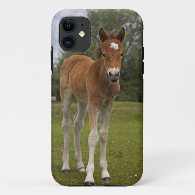 Funda De Case-Mate Para iPhone Funda para iPhone 5 de potro (Reverso)
