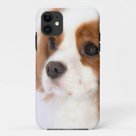 Funda para iphone 5g de Sweet Cavalier King Charle