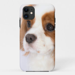 Funda para iphone 5g de Sweet Cavalier King Charle