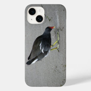 title_seo2 Funny Moorhen se da un respiro