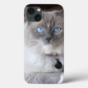 title_seo2 Gata Ragdoll hembra