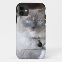 Gata Ragdoll hembra