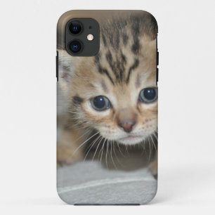 title_seo2 Gatito Joven Adorable