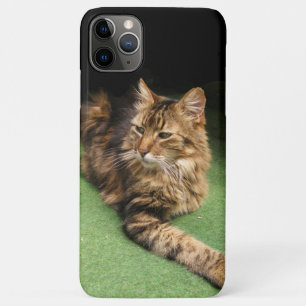 title_seo2 Gato