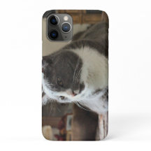 Gato