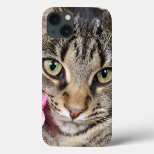 title_seo2 Gato de Tabby lindo con el rosa
